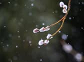 Signs of spring amid the snow flurries are a welcome sight (Picture: Karl-Josef Hildenbrand/dpa/AFP via Getty Images)
