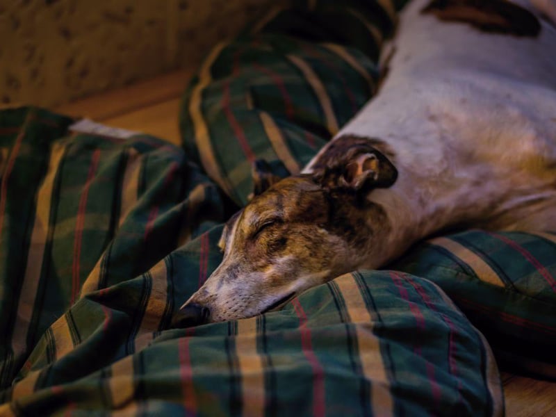 They may be quick on their feet, but other than a quick race around the park Greyhounds are happy to kick back and relax without making any great demands of their human.