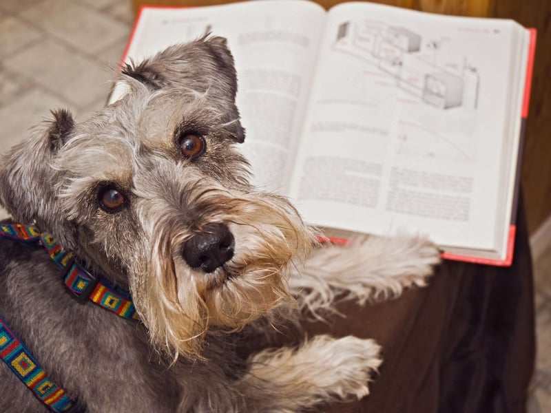 Schnauzers are another breed that can be very independent, making them a great choice for the office. That said, they may become quite vocal when bored, so you must ensure to pay them some attention throughout the day. Enrichment toys can also be a great solution to keeping your furry friend busy whilst you are heads-down. Small enough to fit under a desk, but tenacious and loyal, mini schnauzers can make a particularly good office pal.