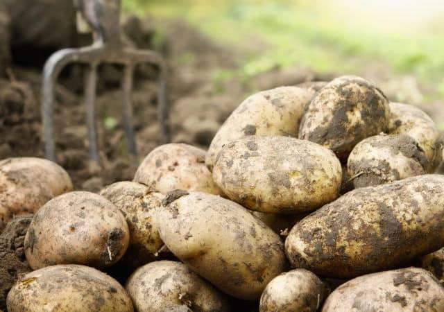 Vegetable growers levy concerns