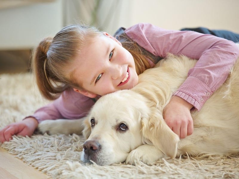 What's true for the Labrador Retriever is usually also the case for its close cousin the Golden Retriever - including this dog's need for constant company and affection from its human family.