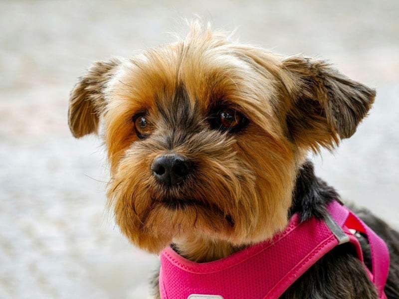 The Yorkshire Terrier's silky soft coat is no match for the cold winds of winter - and tends to get matted and tangled in rain and snow. Make sure to dry them off well when you get home to help them warm up quickly.