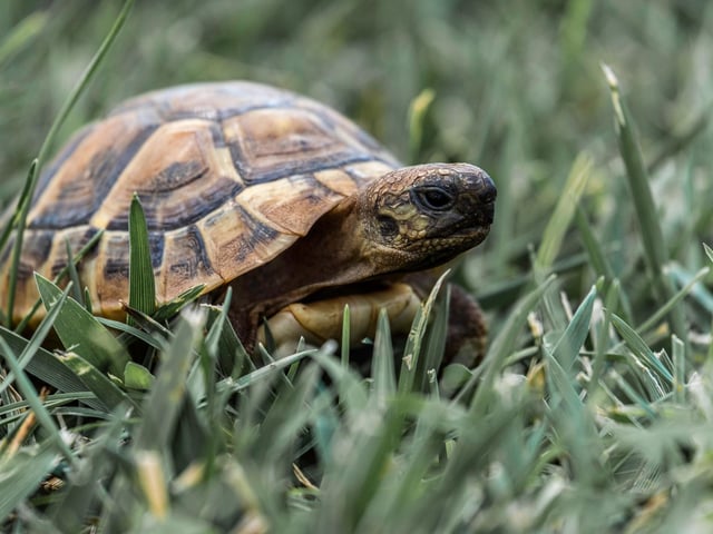 We're not shell-fish in sharing our homes with turtles and tortoises. 1.4 per cent of households have one of these reptiles as part of their animal family.