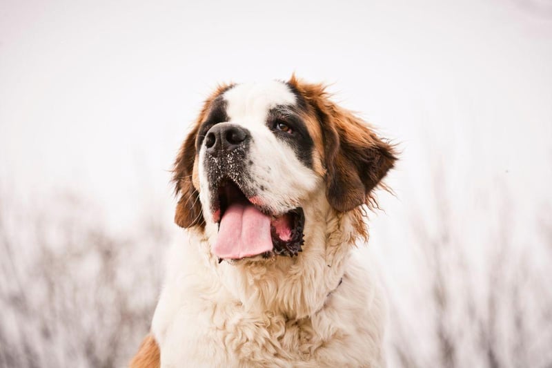 Real gentle giants, the Saint Bernard is another breed famous for its icy escapades - this time for its prowess in rescuing skiers and walkers from the Swiss alps. They have a nickname of the 'nanny dog' because of how well they get on with small children.