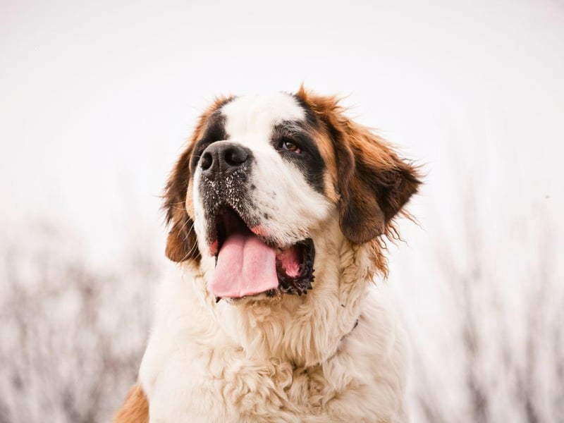 Real gentle giants, the Saint Bernard is another breed famous for its icy escapades - this time for its prowess in rescuing skiers and walkers from the Swiss alps. They have a nickname of the 'nanny dog' because of how well they get on with small children.