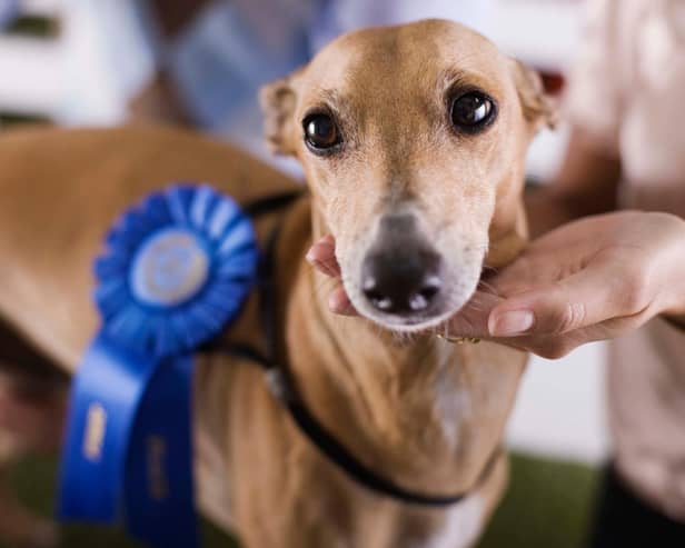 Some pooches are natural born winners when it comes to dog shows - here are 11 of them.