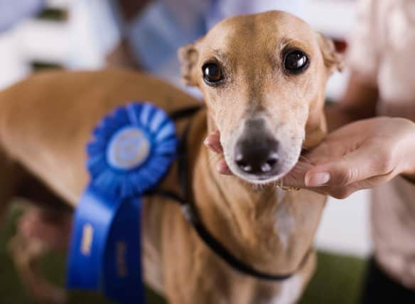 Some pooches are natural born winners when it comes to dog shows - here are 11 of them.