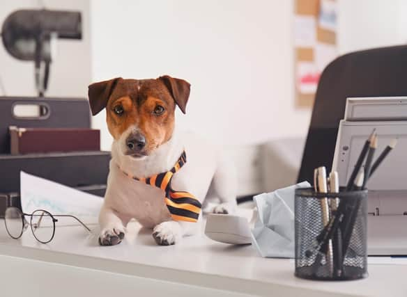 Some dog breeds fit right in to an office environment.