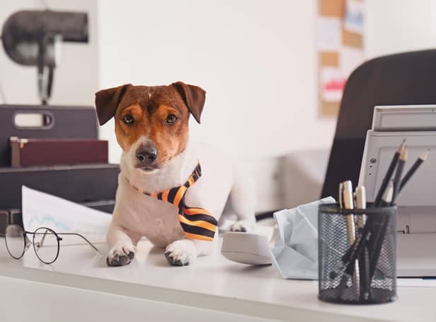 Some dog breeds fit right in to an office environment.
