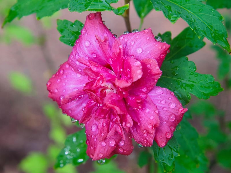 Smirr refers to a "drizzle" i.e., a light or gentle rain. You know the kind, the amount of rain that doesn't justify a lazy day indoors but is inconvenient enough to ruin your walk outside.