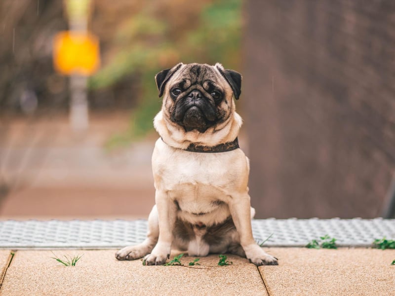 Another brachycephalic breed, the Pug actually quite likes splashing around in shallow water, but they can't cope with being out of their depth for long.