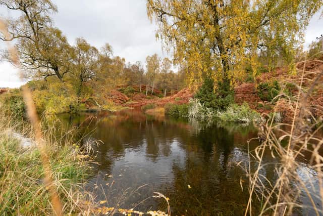 Environmental charity Trees for Life is selling carbon credits for tree-planting, raishing cash for community projects and habitat restoration work at its Dundreggan rewilding estate, near Loch Ness in the Scottish Highlands. Picture: Ashley Coombes