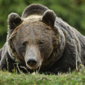 Romania has Europe's highest number of brown bears. Picture: AFP via Getty Images