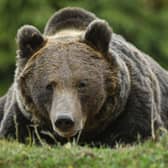 Romania has Europe's highest number of brown bears. Picture: AFP via Getty Images