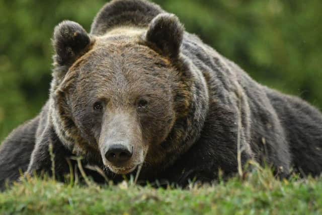Romania has Europe's highest number of brown bears. Picture: AFP via Getty Images