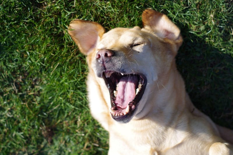 The Labrador Retriever is the world's most popular dog and will cost their owner an average of ÂŁ17,830 over its lifetime - or ÂŁ17,088 if adopted.