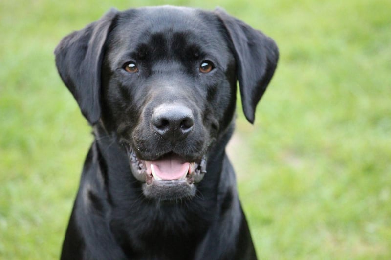 The Labrador Retriever is arguably the most empathic breed of dog, with an innate skill to know how their owners are feeling. They are gentle, friendly and eager to please. Anybody who has ever owned a Lab will know that they can make any situation seem slightly better. Their Golden Retriever cousins also make wonderful therapy dogs.