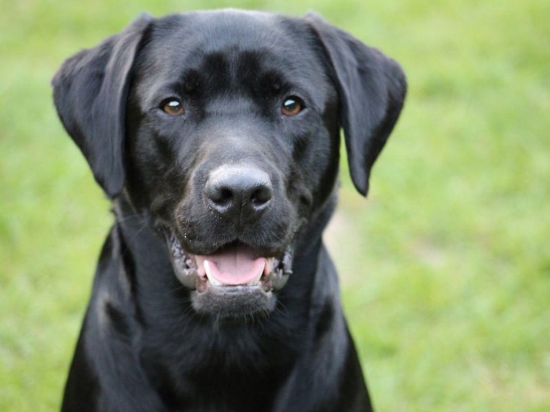 The Labrador Retriever is arguably the most empathic breed of dog, with an innate skill to know how their owners are feeling. They are gentle, friendly and eager to please. Anybody who has ever owned a Lab will know that they can make any situation seem slightly better. Their Golden Retriever cousins also make wonderful therapy dogs.