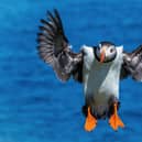 MarineFest, a five-day celebration of all things related to the sea, will kick off at the Scottish Seabird Centre in North Berwick on World Ocean Day, 8 June. Festival-goers can also watch this year's nesting puffins using the centre's wildlife cams or take a boat trip to nearby islands. Picture: Nicol Nicolson