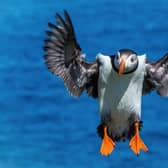 MarineFest, a five-day celebration of all things related to the sea, will kick off at the Scottish Seabird Centre in North Berwick on World Ocean Day, 8 June. Festival-goers can also watch this year's nesting puffins using the centre's wildlife cams or take a boat trip to nearby islands. Picture: Nicol Nicolson