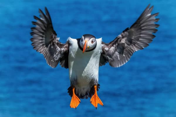 MarineFest, a five-day celebration of all things related to the sea, will kick off at the Scottish Seabird Centre in North Berwick on World Ocean Day, 8 June. Festival-goers can also watch this year's nesting puffins using the centre's wildlife cams or take a boat trip to nearby islands. Picture: Nicol Nicolson