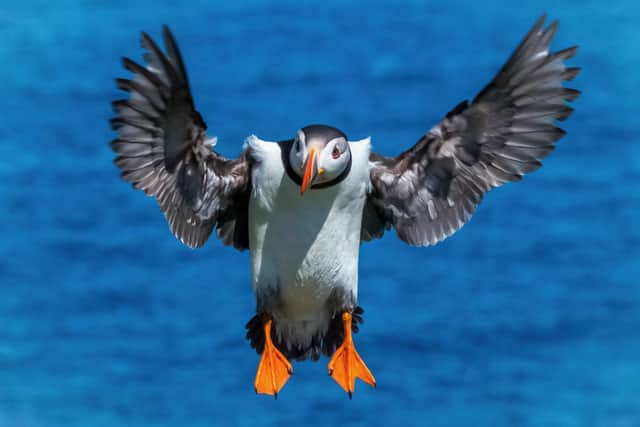 MarineFest, a five-day celebration of all things related to the sea, will kick off at the Scottish Seabird Centre in North Berwick on World Ocean Day, 8 June. Festival-goers can also watch this year's nesting puffins using the centre's wildlife cams or take a boat trip to nearby islands. Picture: Nicol Nicolson