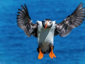 MarineFest, a five-day celebration of all things related to the sea, will kick off at the Scottish Seabird Centre in North Berwick on World Ocean Day, 8 June. Festival-goers can also watch this year's nesting puffins using the centre's wildlife cams or take a boat trip to nearby islands. Picture: Nicol Nicolson
