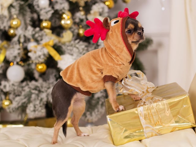 Your pet will not know, nor care, which toys are theirs. So be careful not to make a fuss in case any confusion is made. Just guide your pet away gently from the object that they shouldn’t have and give them something they can have.