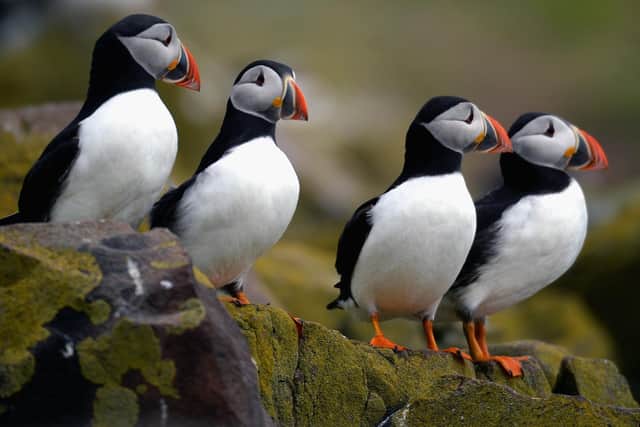 The 2019 State of Nature report, the most recent assessment of biodiversity in Scotland, shows almost half of all species have dropped in numbers and 11 per cent are classified as threatened with extinction from the UK. Picture: Jeff J Mitchell/Getty Images