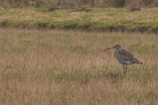 A curlew at Rottal Estate in the Angus glens. Picture: Katharine Hay