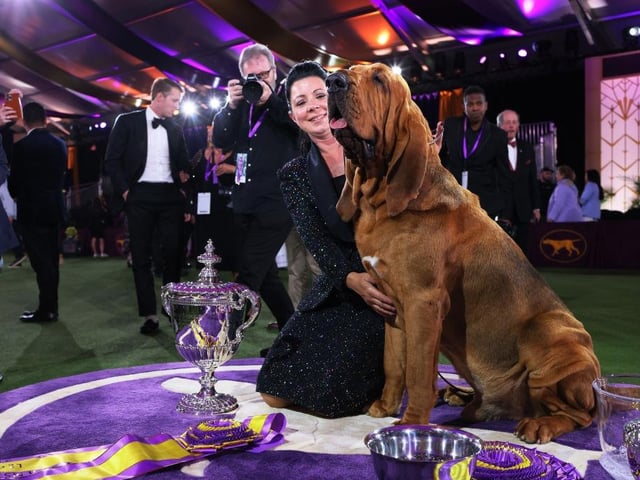 Heather Heather Helmer and Trumpet the Bloodhound sit in the winners circle after winning Best in Show at the annual Westminster Kennel Club dog show at the Lyndhurst Estate.