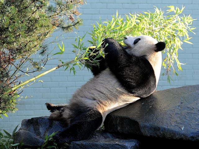 Yang Guang, the male panda making his first appearance in front of the media since arriving from China.