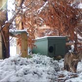 Kittens born this season could be released into the wild in 2023. (pic: RZSS/Saving Wildcats)