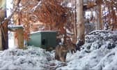 Kittens born this season could be released into the wild in 2023. (pic: RZSS/Saving Wildcats)