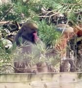 Monkey hat went on the run in Highlands begins 'new chapter' with move to Edinburgh.