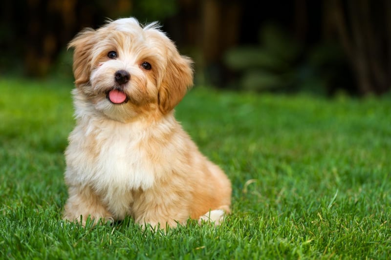 Named after Cuba's capital city, the Havanese are born to live in the city. They only need moderate exercise and are otherwise happy to just explore your home. They're also not big barkers, but shouldn't be left alone for more than 3-4 hours.