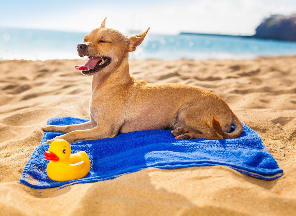 7 Ways to Spoil Your Pup This Year - Being Summer Shores