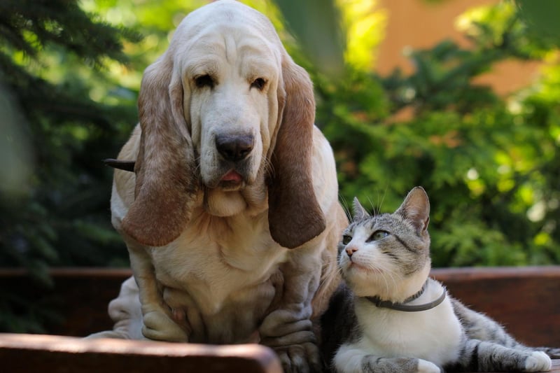 Bassett Hounds are loyal, patient, and very tolerant of other humans and animals. A combination of this breed's easy-going nature and laziness means they are more likely to cuddle up to a cat than chase one.