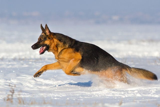 Dogs have more natural insulation thanks to their fur coats. Some breeds, like Huskies and New Foundlands, are well-suited to the colder weather, but many breeds will benefit from an extra layer of warmth in the snow. Protective booties can also be used outside for smaller or more sensitive breeds.