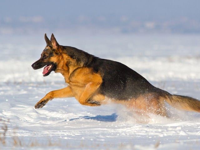 Dogs have more natural insulation thanks to their fur coats. Some breeds, like Huskies and New Foundlands, are well-suited to the colder weather, but many breeds will benefit from an extra layer of warmth in the snow. Protective booties can also be used outside for smaller or more sensitive breeds.