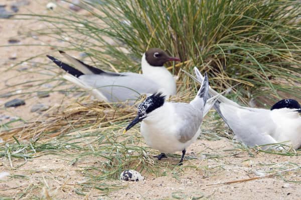 Sandwich Terns and Black headed Gulls nesting at Sands of Forvie NNR. (©Lorne Gill/SNH)