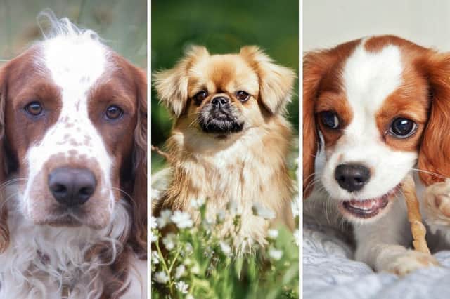 The UK Kennel Club recognises a dozen breeds of spaniel.