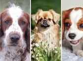 The UK Kennel Club recognises a dozen breeds of spaniel.
