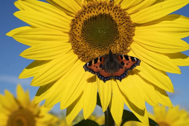 Taking part in citizen science projects such as counting butterflies can reduce anxiety. Photo:  Owen Humphreys/PA Wire