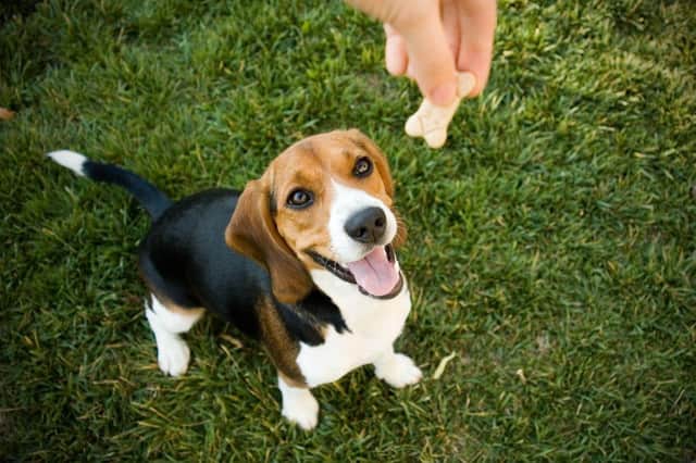 A few treats can make training a dog go smoothly.