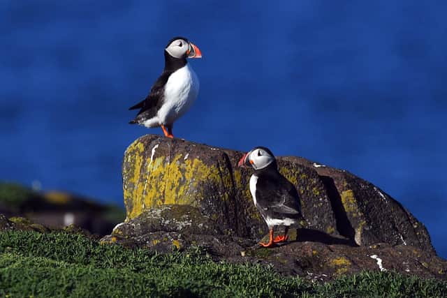 On the Isle of May off the east coast of Scotland there is concern at a fall in puffin numbers. (Photo by ANDY BUCHANAN/AFP via Getty Images)