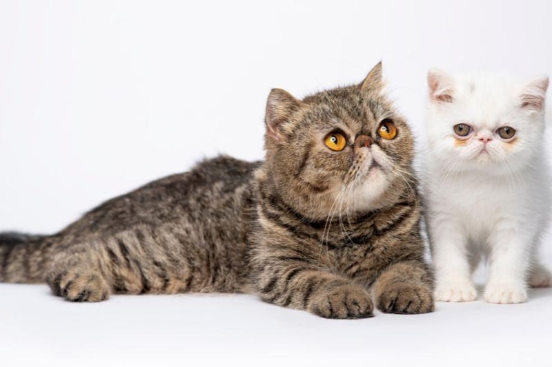 An easy going cat breed, the Exotic Shorthair is calm and friendly in its nature and will be good around a home with small children.