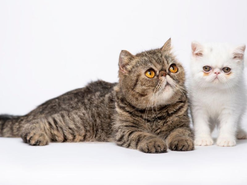 An easy going cat breed, the Exotic Shorthair is calm and friendly in its nature and will be good around a home with small children.