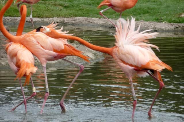 An aggressive Caribbean flamingo sees off two other birds (Picture: Paul Rose/SWNS)