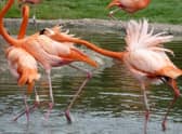 An aggressive Caribbean flamingo sees off two other birds (Picture: Paul Rose/SWNS)